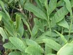 Alpinia galanga